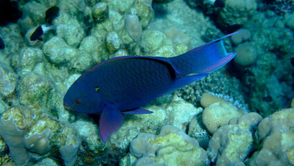 Dusky parrotfish (Scarus niger) undersea, Red Sea, Egypt, Sharm El Sheikh, Montazah Bay