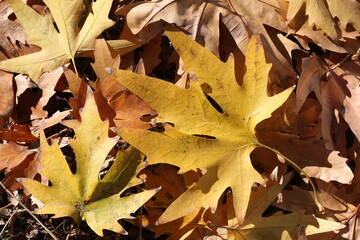 autumn leaves on the ground. plane tree leaves