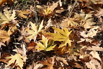 autumn leaves on the ground. plane tree leaves