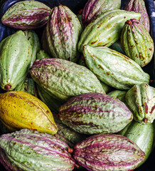 Unripe green cacao pod or raw cocoa fruit background