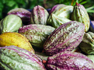 Unripe green cacao pod or raw cocoa fruit background