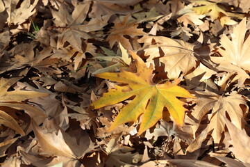 autumn leaves on the ground. plane tree leaves
