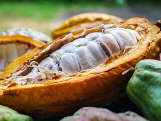 Close-up of ripe yellow cacao pod with Half sliced white cocoa seed ,Cut in half fresh ripe cacao and green raw cacao fruit