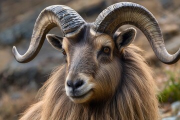 wild,animal,bird,nature,asia,nepal