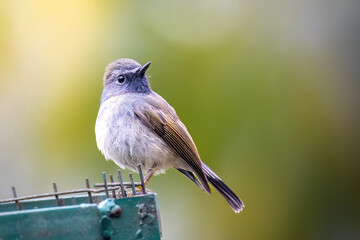 Rufous-gorgeted flycatcher 
