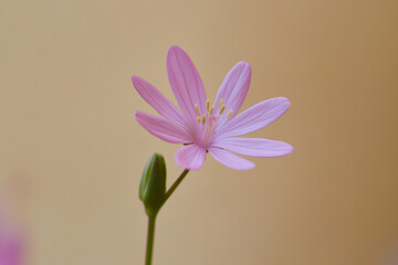 Obraz premium Beautiful flowers