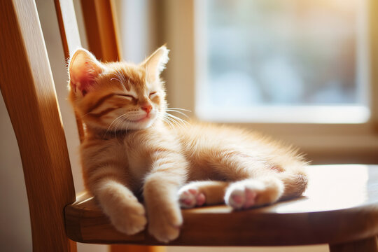 Dreamy moments of a cozy kitten resting on a wooden chair at sunset. Generative AI