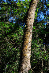 Sunlight Filtering Through a Lush Forest