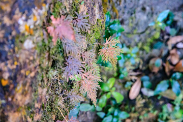 Delicate Ferns and Other Plants Growing on Wall