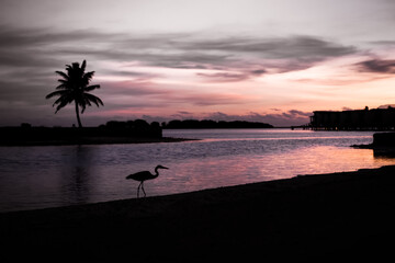 heron shadow sunset on the beach maldives