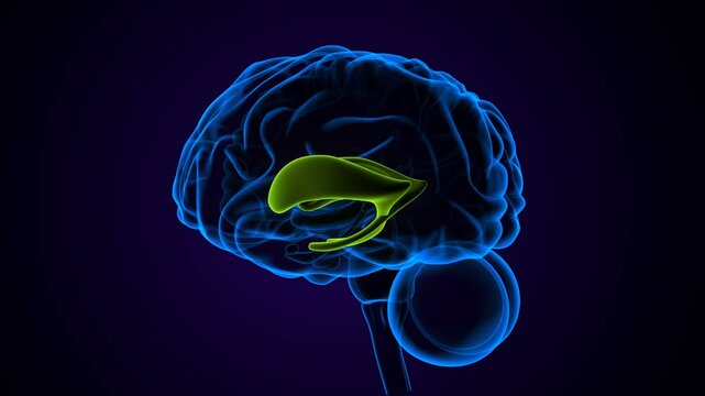 human brain internal parts anatomy. 3d illustration