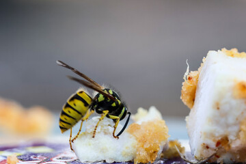 wasp eating schnitzel