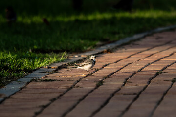 wagtail on the road