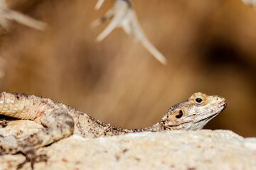 lizard on a rock