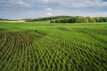 A field of young green sprouts of grain crops. The rows of sprouts created an intricate pattern.