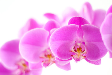 orchid isolated on white background