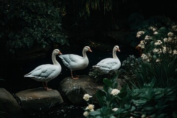 Obraz premium Three white geese with orange feet walking on green grass in outdoor garden.