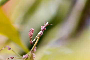 praying mantis