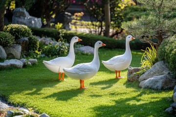 Obraz premium Three white geese with orange feet walking on green grass in outdoor garden.