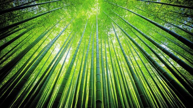 Lush green bamboo forest, looking up at tall stalks. Sunlight filters through dense foliage. Vibrant, healthy growth.