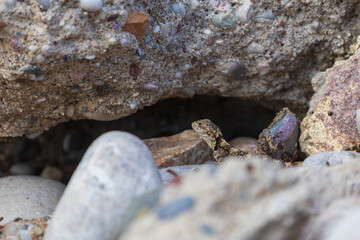 Small lizard among the stones on the beach