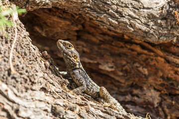 Small lizard among the stones on the beach
