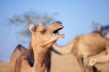 Portrait of domestic Camel at fair ground in Pushkar during fair for trading.