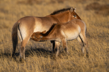 Przewalski's horse or Takhi