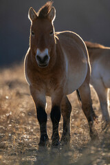 Przewalski's horse or Takhi