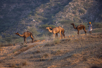 Obraz premium Portrait of domestic Camel at fair ground in Pushkar during fair for trading.