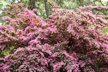 ベニバナトキワマンサク