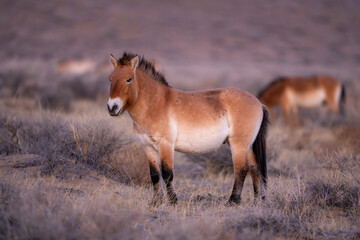 Przewalski's horse or Takhi