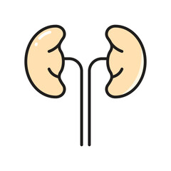 Kidney icon, vector illustration, filled style, best used for web