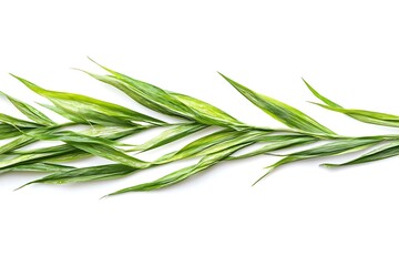 Fototapeta premium Close-up of green grass isolated on white background