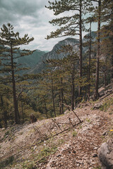 forest in the mountains