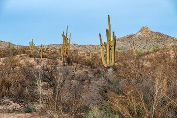 Tonto National Forest wild fires aftermath