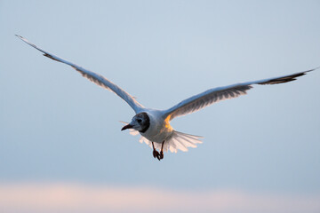 seagull