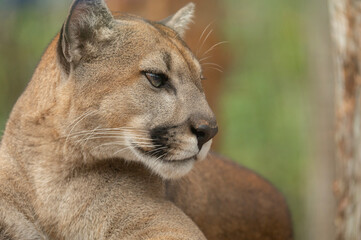 cougar looking over its shoulder