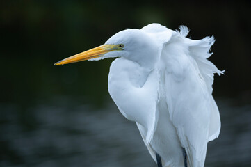 Great white egret with feather blowing in the wind