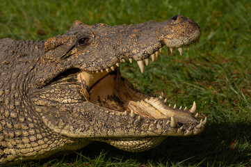 cuban crocodile sitting in the sun with open mouth