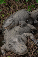 small alligator sitting on the back of a larger alligator while sleeping