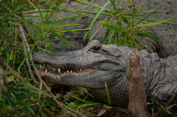american alligator sitting in brush and tree roots