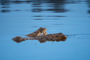 a male and female nile crocodile nuzzle with each other during courtship
