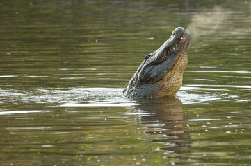 Fototapeta premium an american alligator sitting in water and bellowing on a cold day creating fog with it's breath