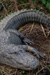 american alligator sitting at the base of a tree
