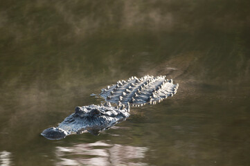 american alligator sitting water when the morning sun rises and causes steam