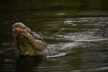 american alligator sitting with its head above water