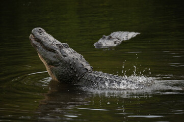 Fototapeta premium american alligator bellowing in water causing water over his back to ripple