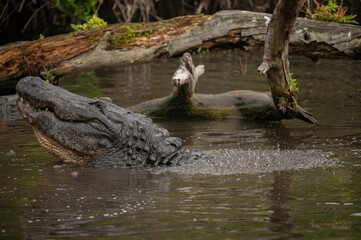 american alligator bellowing in water beside a tree causing water over his back to ripple