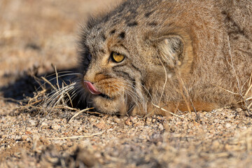 Manul or Pallas's cat close up